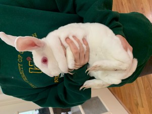Fiona, a now adopted Avalon resident who was likely dumped after being an “Easter bunny”