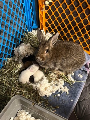 Lila, adoptable, was caught from a feral colony in Beaverton that formed after Easter 2022