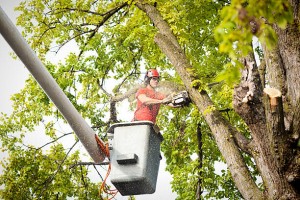 Belfast Tree Surgeon