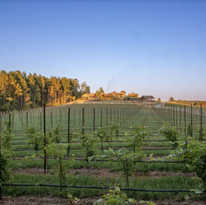 Mountain Brook Vineyards in the vines