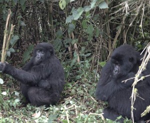 Enjoy The Magical Experience Of a 7-day Gorilla trekking In Africa With Augustine Tours
