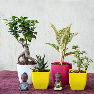Mothers Day Plants Gifts