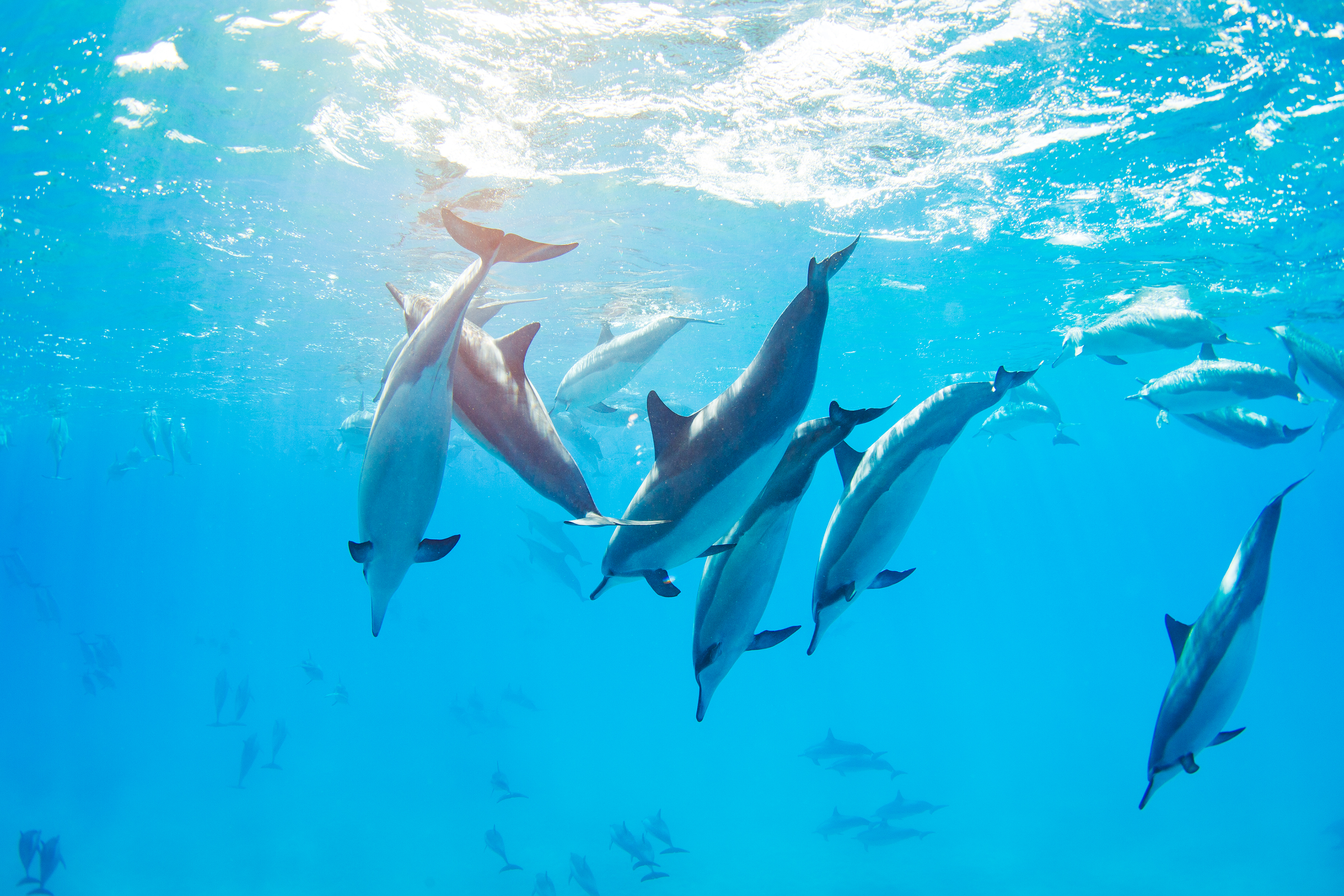 A dolphin ocean tour is part of the package A dolphin ocean tour is part of the package