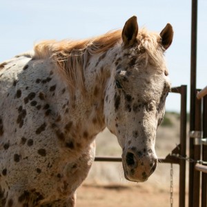 Donkeys rescued from slaughter