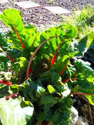 Beautiful Swiss Chard at its BEST