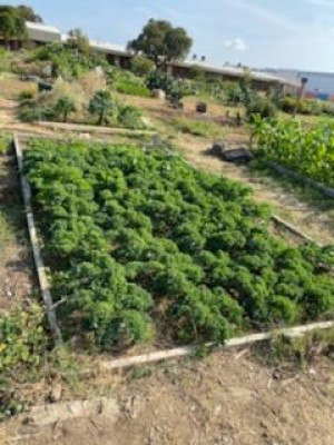 Natural Agriculture Kale