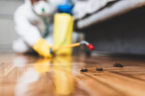 Pest Control Melbourne