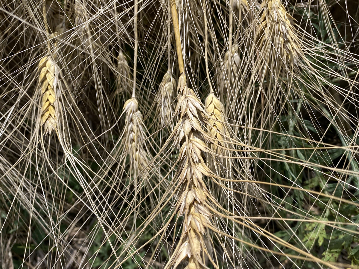 Organic Wheat produced at Walden Living