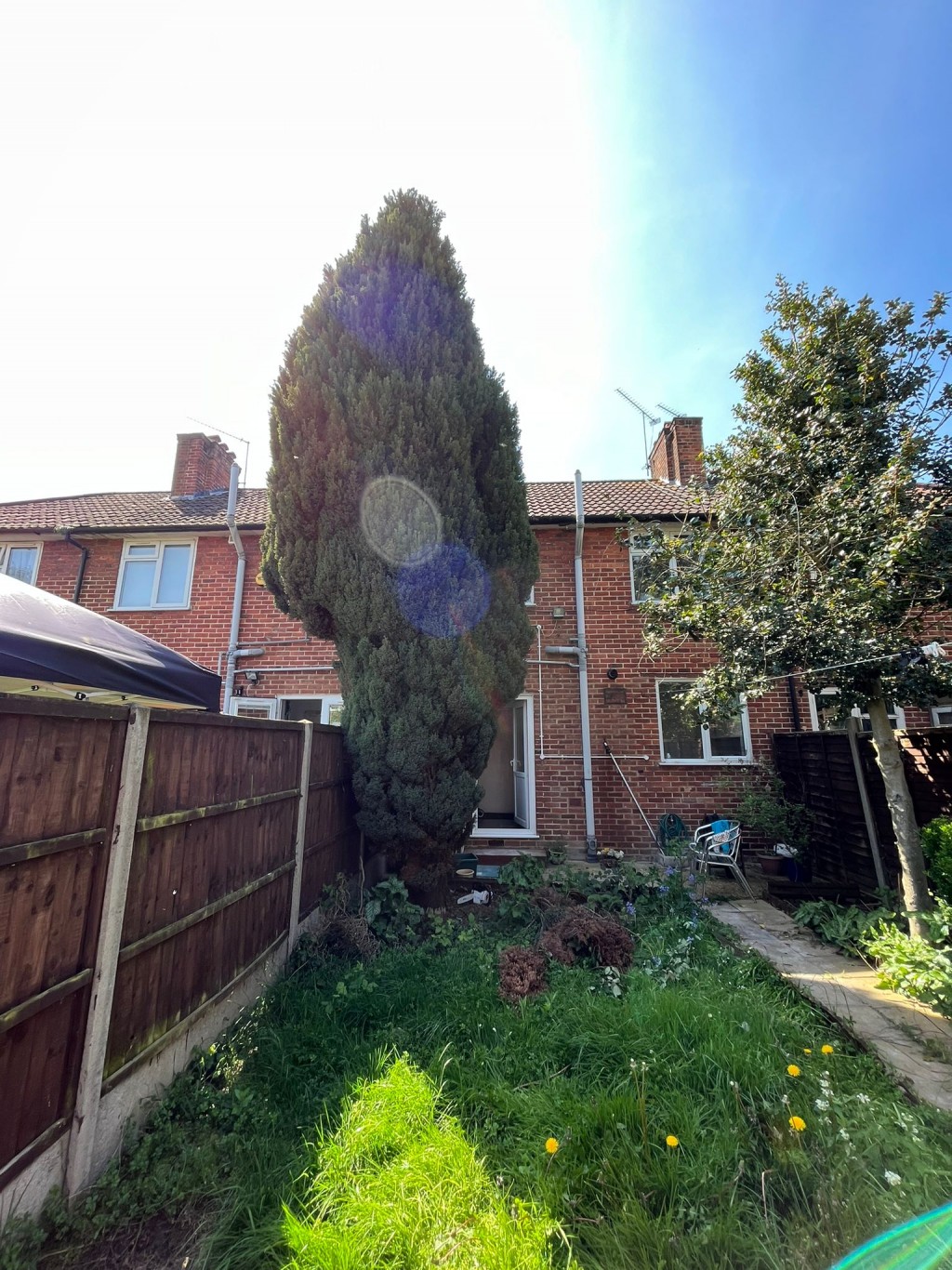 B&Q Patio Trees at Agnes Troyer blog