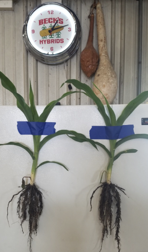 Terreplenish treated 60lbs an acre