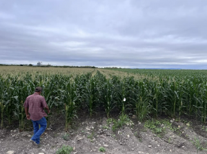 Terreplenish treated corn side by side