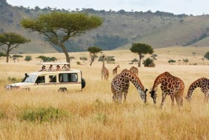 african wildlife safari tour