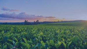 biotechnology company in india