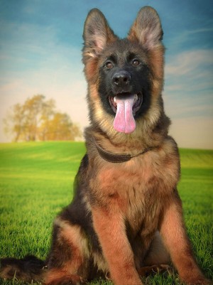 German shepherd for sale near me, German shepherd puppies for sale in California