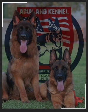 GSD puppy for sale, German Shepherd puppies for sale, 