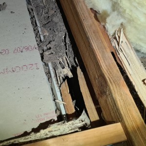 Termite Damaged Roof Brisbane