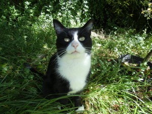 FELIX De Cat in previous garden