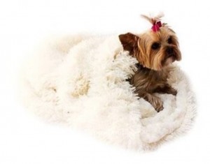 Designer dog beds