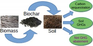 Biomass Energy Cycle