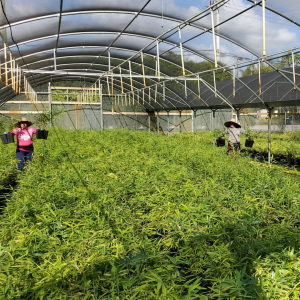 Bamboo Starts Grown in a Florida Greenhouse