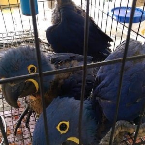 SpyroParrot Increases Capabilities with Advanced New Parrot Breeding Farms