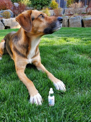 Relief Brand Releases Two Varieties of Anti-anxiety Pet Drops to Support The Animal Welfare Institut