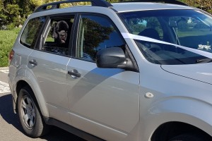 Dog-Chauffeur services