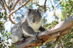 koala2