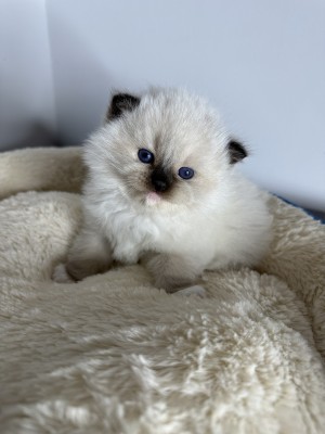 kitten from exclusive ragdolls