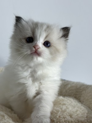 kitten from exclusive ragdolls