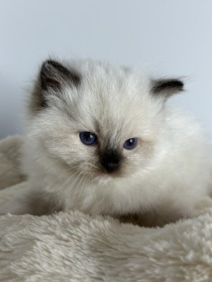 kitten from exclusive ragdolls