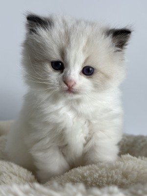 kitten from exclusive ragdolls