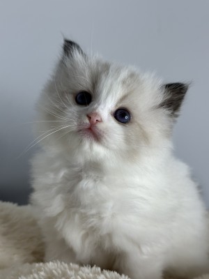 kitten from exclusive ragdolls