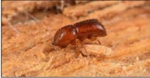 The Beetles - Salvator Mundi Museum of Art Unveils New Exhibition Showcasing Notorious Contributors to Art History 