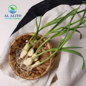 Al Aliyo Hydrofarms Redefines Freshness with Hydroponically Grown Garlic Greens and Spring Onions in the UAE