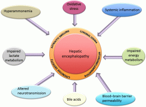 Hepatic Encephalopathy Market 