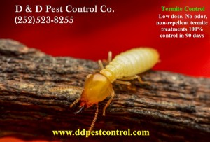 Termite Control Eastern North Carolina