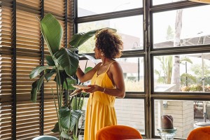 custom window shades