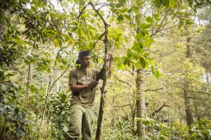 From the coffee tree management, there