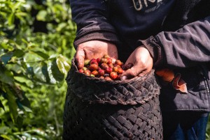 Hand-picked for superiority