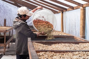 This is known as the Sauna room where we dry the beans