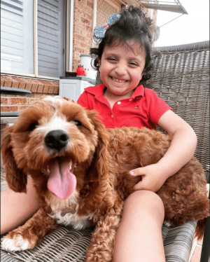 Cavoodle prices