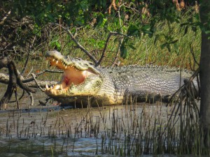 Sundarban Tour From Kolkata