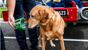 Pawprint oxygen rescue kits for dogs