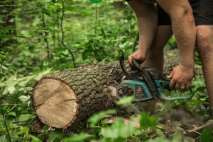 man with chainsaw cuts tree
