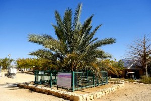 California Date Growers to Cultivate the Judean Date Palm: Methuselah, Grown from Israel Dates from 2000-Year-Old Seeds