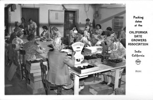 California Date Growers to Cultivate the Judean Date Palm: Methuselah, Grown from Israel Dates from 2000-Year-Old Seeds