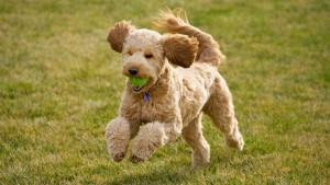 Essential Questions to Ask the Goldendoodle Breeders