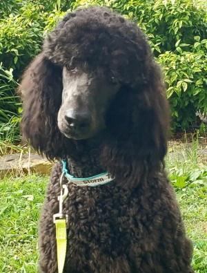 Southern Charm s Storm