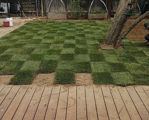 Landscape design company in Sydney